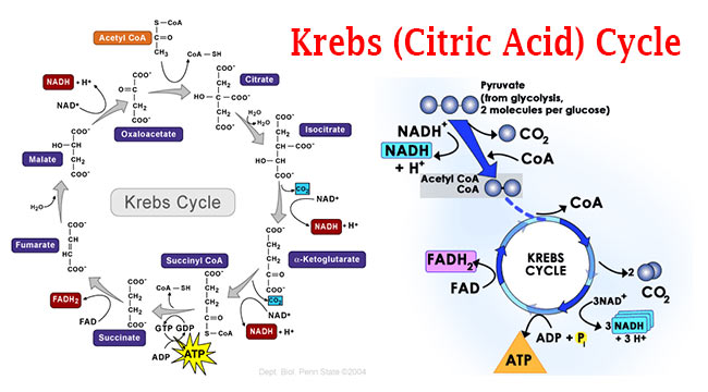 Krebs-Citric-Acid-Cycle-Steps-by-Steps-Explanation