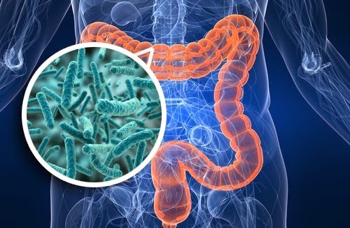 Microbiota-intestinal