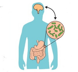gut-brain